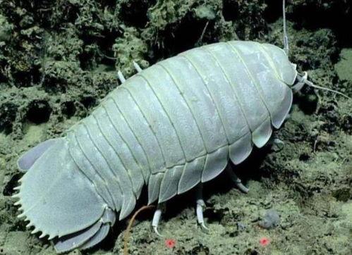 大王具足虫图片,深海中的神秘巨兽